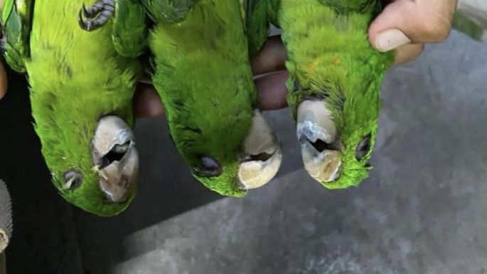 Segunda ola de calor provoca la muerte de aves en la Huasteca Potosina