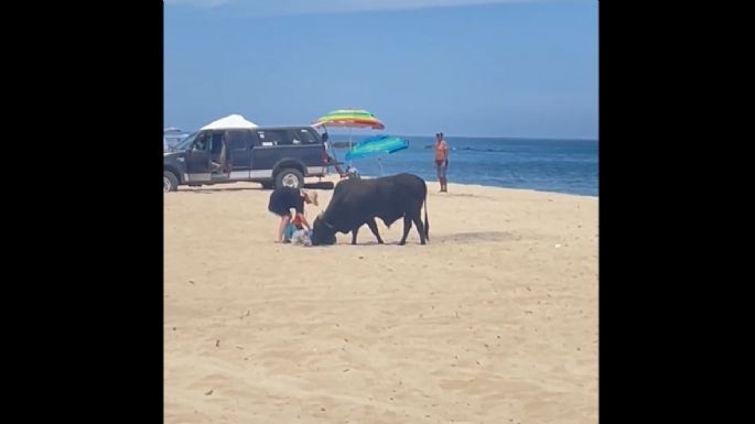 Un toro embiste a una mujer en una playa de Los Cabos (Video)