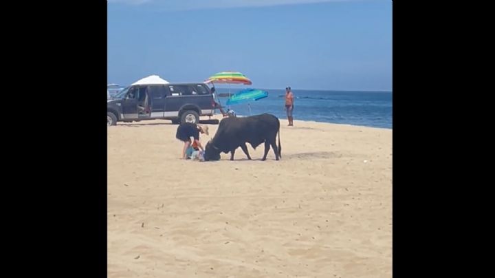 Un toro embiste a una mujer en una playa de Los Cabos (Video)