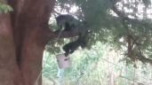 Ola de calor provoca la muerte de decenas de monos aulladores en Tabasco (Videos)