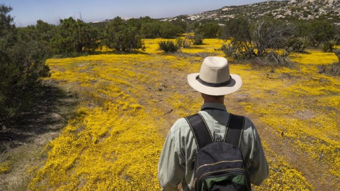 Botánicos de México y EU documentan un ecosistema dividido por el muro fronterizo