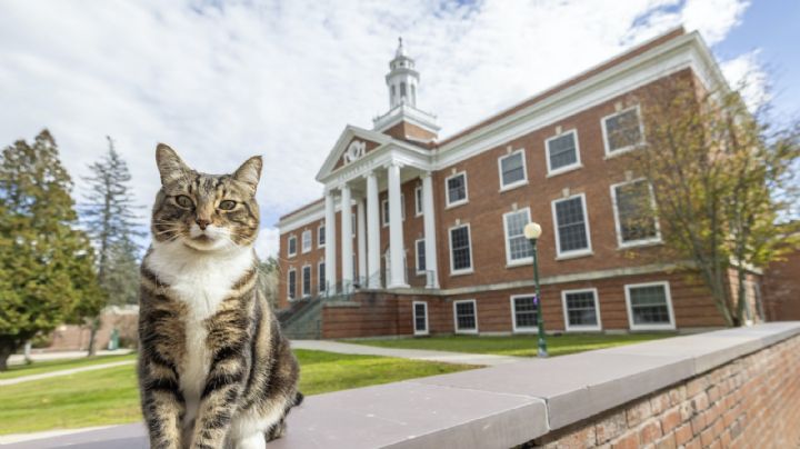Universidad de EU otorgó a un gato un doctorado honorífico por esta razón