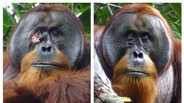 Rakus, el orangután que usó una planta medicinal para tratarse una herida