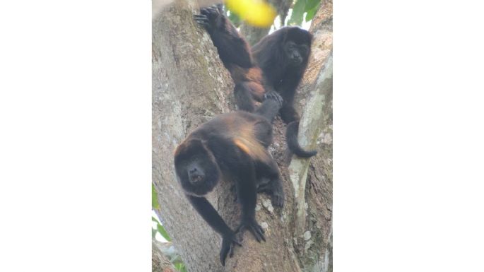 Gobierno de Tabasco reconoce sólo 4 muertes de monos aulladores por calor; asociación contabiliza 85
