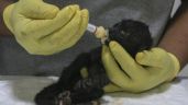 Ola de calor en México: monos que se caen de los árboles; se restringe la venta de hielo