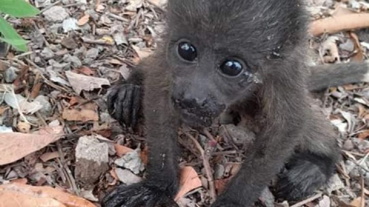 Crean protocolo de atención para monos aulladores; ya murieron 148 por el calor