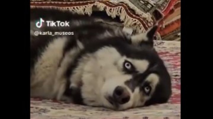 Secretaría de Cultura pide suspender performance “Casts” por usar perros que simulan estar muertos (Video)