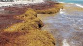 Contaminación y calentamiento disparan los sargazos en el Atlántico