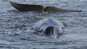 Islandia autoriza la caza de 128 ballenas de aleta este año