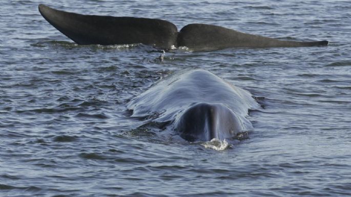 Islandia autoriza la caza de 128 ballenas de aleta este año