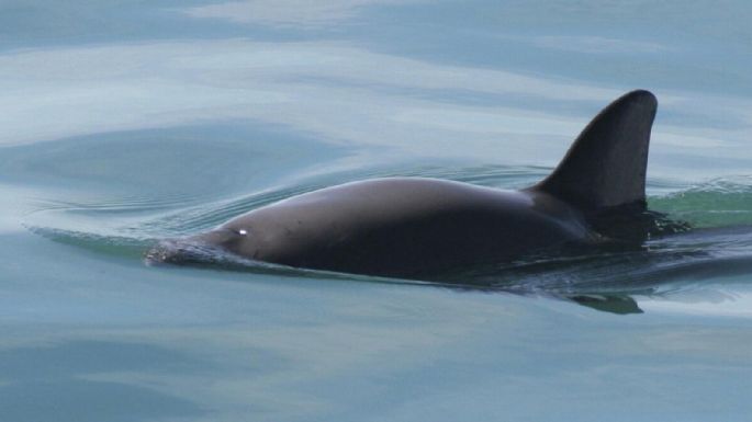 La expedición mexicana que vigila la vaquita marina avista menos ejemplares este año
