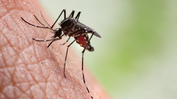 Aumentan casos de dengue en México; reportan 26 víctimas mortales