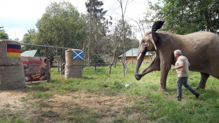 Eurocopa 2024: Elefante africano Bubi predice que Alemania ganará su duelo inaugural