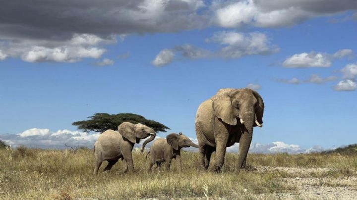 Estudio demuestra que elefantes africanos se llaman y responden a nombres individuales