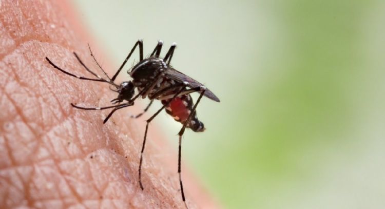 Muere otra persona por dengue en Oaxaca; suman tres defunciones en la entidad