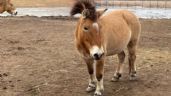 Científicos logran secuenciar el genoma de la última especie de caballo salvaje