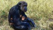 El corazón marcó diferencias entre la evolución de humanos y simios