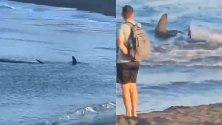 Bañistas son desalojados de una playa ante avistamiento de un tiburón de dos metros