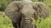 Muere turista de Nuevo México al ser atacada por elefante en Zambia