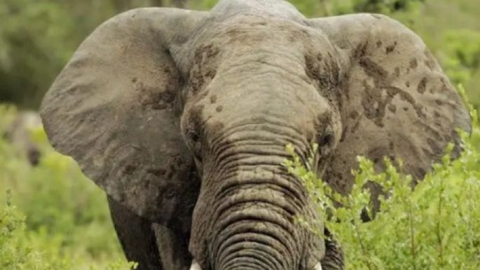 Muere turista de Nuevo México al ser atacada por elefante en Zambia