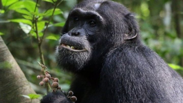 Ciencia: Los chimpancés buscan plantas medicinales cuando están enfermos