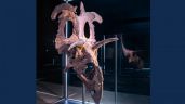 Descubren al “Lokiceratops rangiformis”, una nueva especie de dinosaurio de hace 78 millones de años