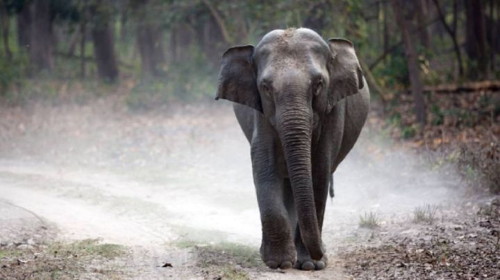 Elefante pisotea a su entrenador en la India