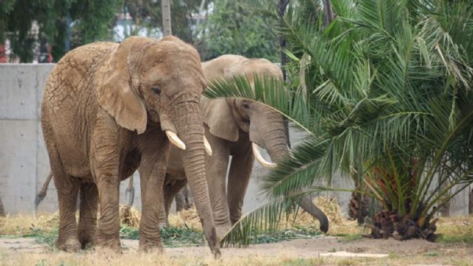 Las elefantas Gipsy y Ely se acoplan con éxito tras convivir 10 meses en San Juan de Aragón