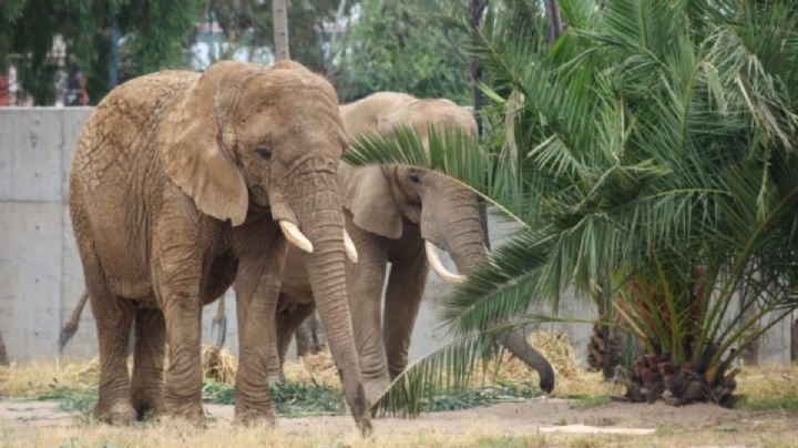 Las elefantas Gipsy y Ely se acoplan con éxito tras convivir 10 meses en San Juan de Aragón