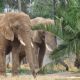 Las elefantas Gipsy y Ely se acoplan con éxito tras convivir 10 meses en San Juan de Aragón