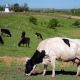 Cobrarán impuesto por flatulencias de vacas y cerdos a partir de 2030