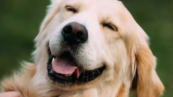 Se buscan perros que puedan entender 20 objetos por su nombre