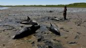 Socorristas ayudan a liberar delfines en Cape Cod en el mayor varamiento de la historia de EU