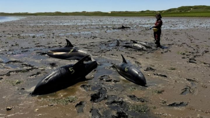 Socorristas ayudan a liberar delfines en Cape Cod en el mayor varamiento de la historia de EU