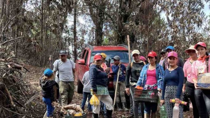 Reforestan con pinos parcelas donde cultivaban amapola en la sierra de Guerrero