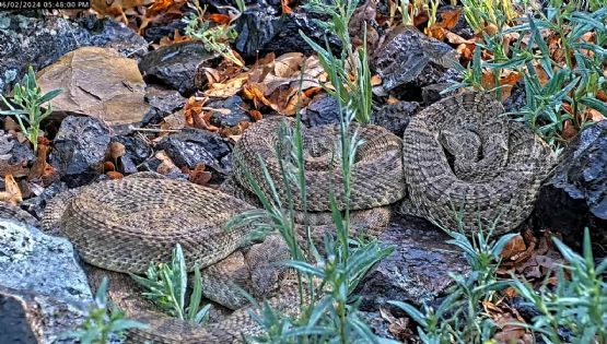 Cámara web observa cientos de víboras de cascabel en "mega madriguera" (Video)