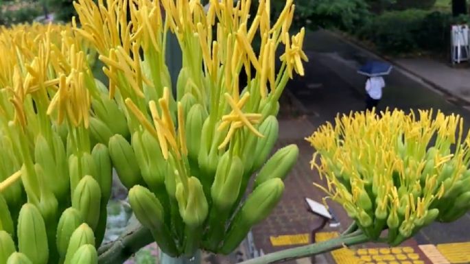 Florecimiento de agave en parque de Tokio emociona a residentes y turistas