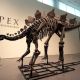 Nuevo récord en subastas de dinosaurios: fósil de estegosaurio alcanza los 45 millones de dólares