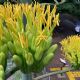 Florecimiento de agave en parque de Tokio emociona a residentes y turistas