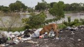 500 mil perros y gatos son abandonados al año en México