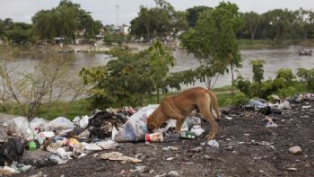 500 mil perros y gatos son abandonados al año en México