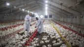 FAO insta a actuar de inmediato ante las nuevas variantes de la gripe aviar