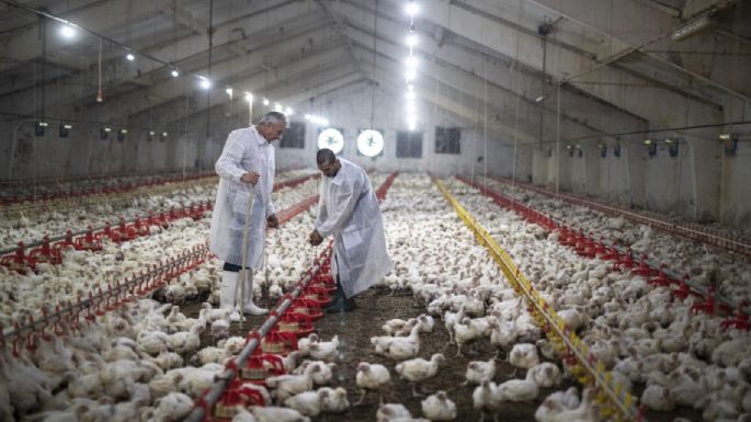 FAO insta a actuar de inmediato ante las nuevas variantes de la gripe aviar