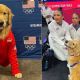 Beacon, el perro de terapia del equipo de gimnasia de Estados Unidos
