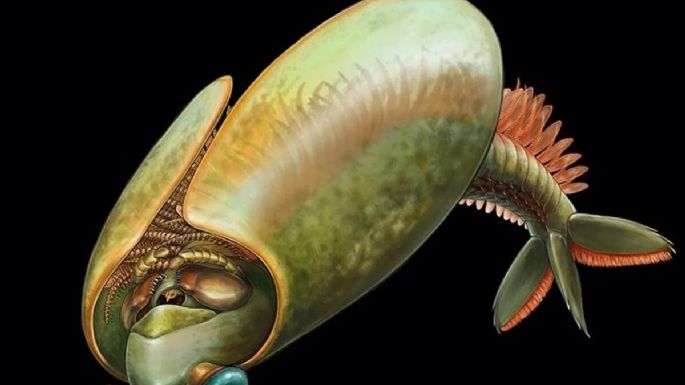 Una criatura con forma de taco ilustra la aparición de las mandíbulas