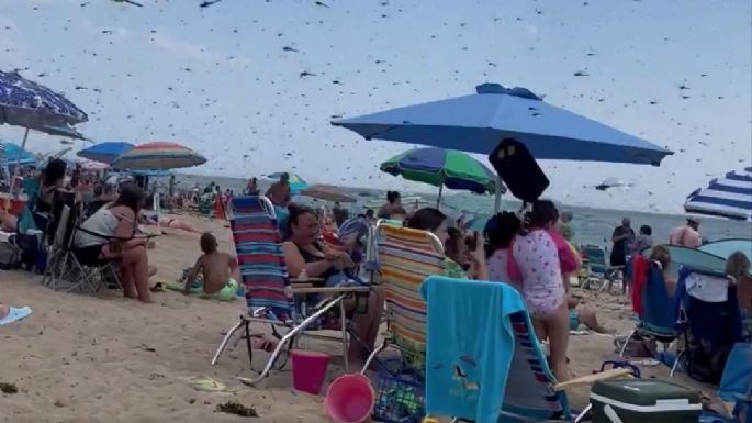 Un enjambre de libélulas sorprende a bañistas (Video)