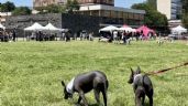 Vacunación, desparasitación y más servicios gratuitos para las mascotas en Ciudad Universitaria