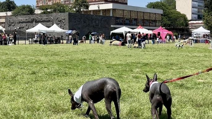 Vacunación, desparasitación y más servicios gratuitos para las mascotas en Ciudad Universitaria