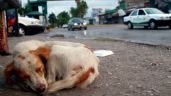 México encabeza lista de abandono de perros y gatos en América Latina