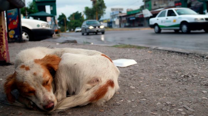 México encabeza lista de abandono de perros y gatos en América Latina